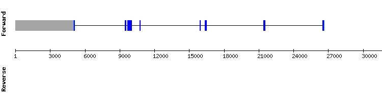 gene structure