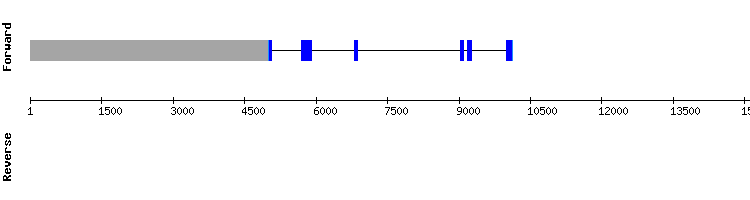 gene structure