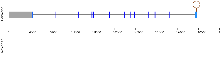gene structure
