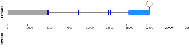 gene structure