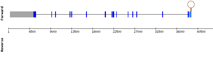 gene structure