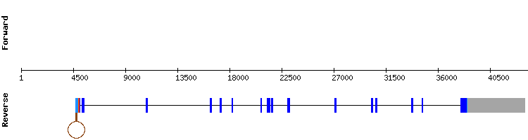 gene structure