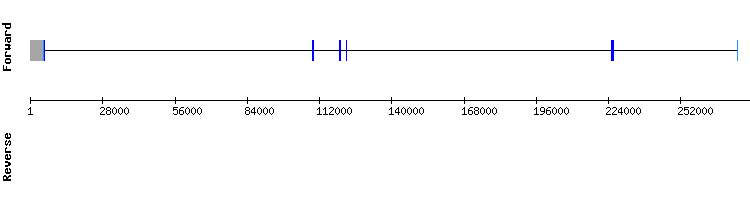 gene structure