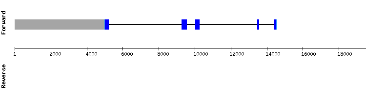 gene structure