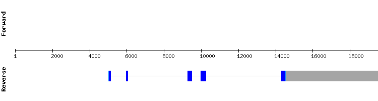 gene structure