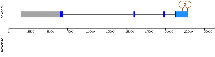 gene structure