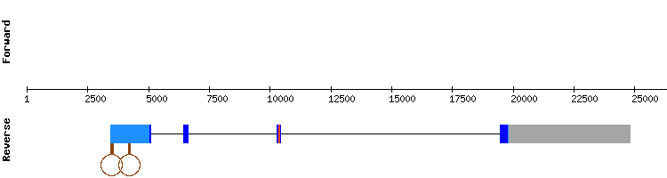 gene structure