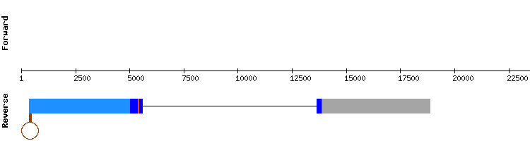 gene structure