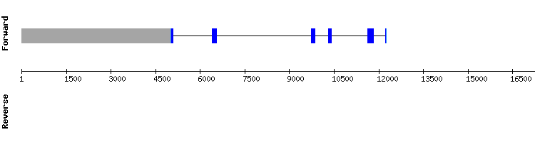 gene structure