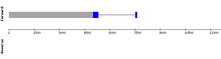 gene structure