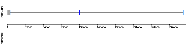 gene structure