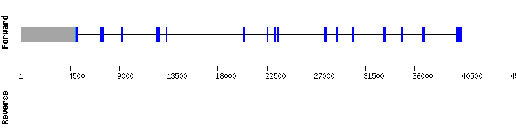 gene structure