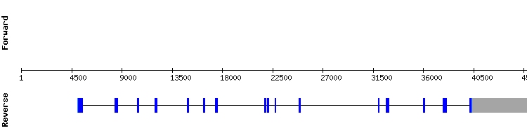 gene structure