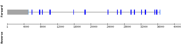 gene structure