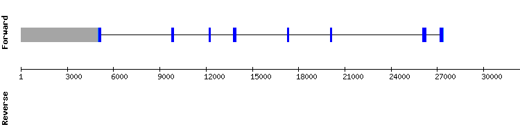 gene structure
