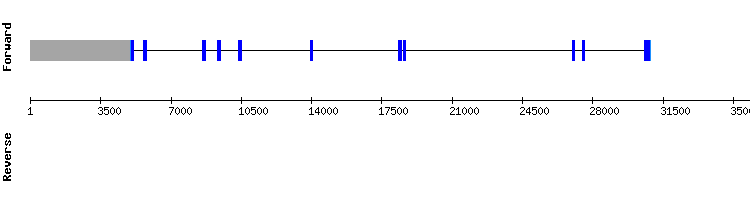 gene structure