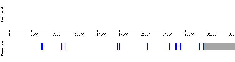 gene structure
