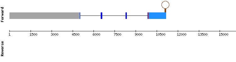 gene structure
