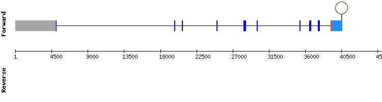 gene structure