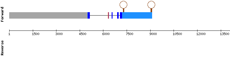 gene structure