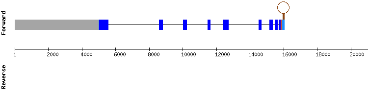 gene structure