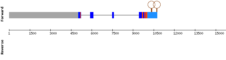 gene structure