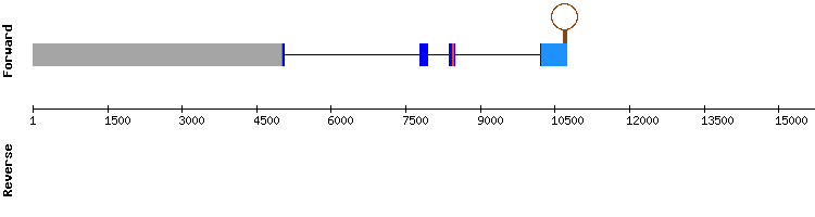 gene structure