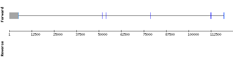 gene structure