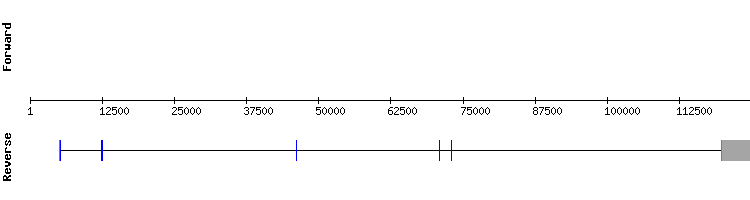 gene structure