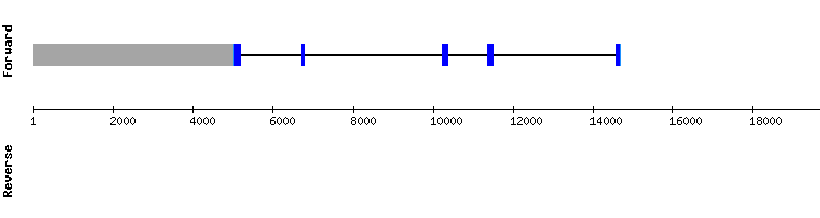 gene structure