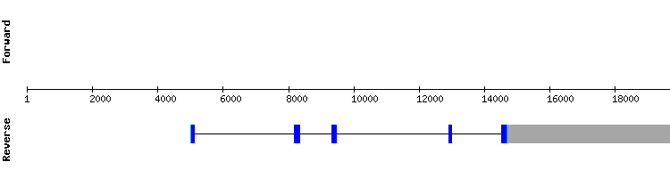 gene structure