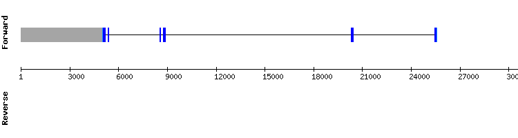 gene structure