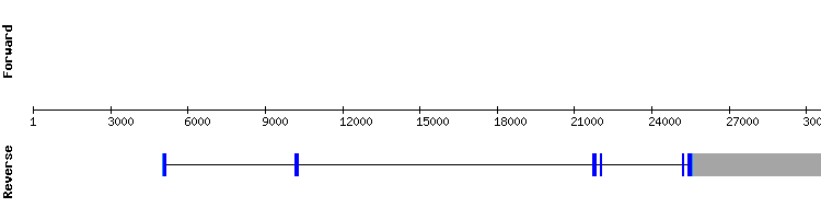 gene structure