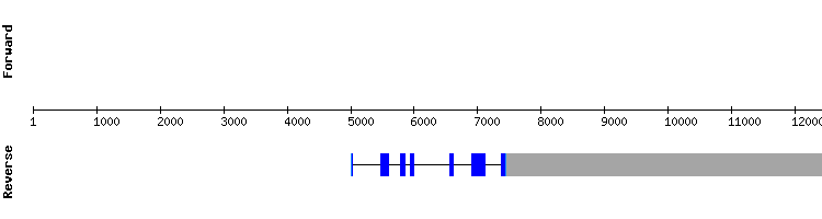 gene structure