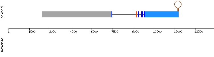 gene structure