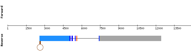 gene structure