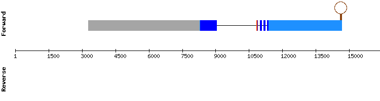 gene structure