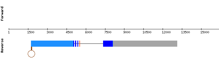 gene structure