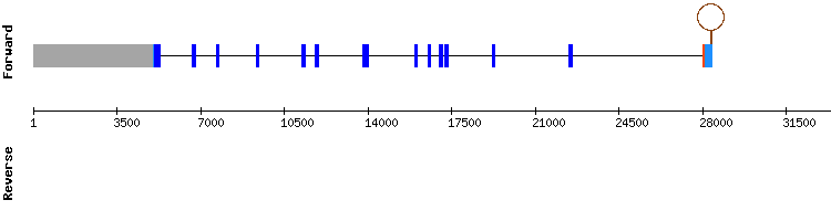 gene structure
