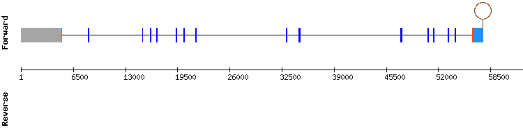 gene structure