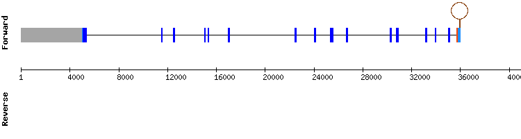 gene structure