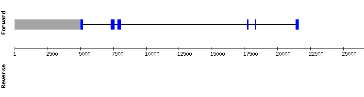 gene structure