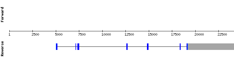 gene structure