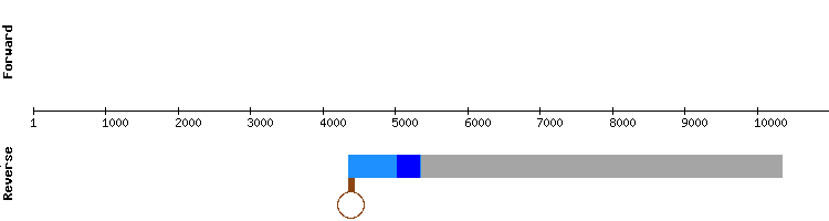 gene structure