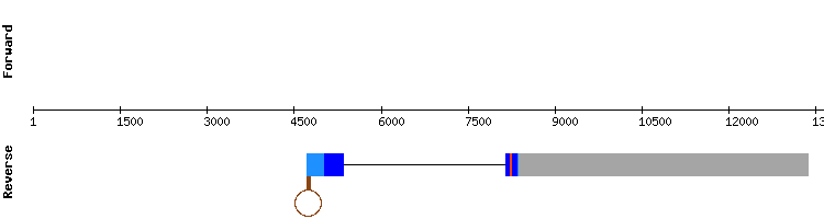 gene structure