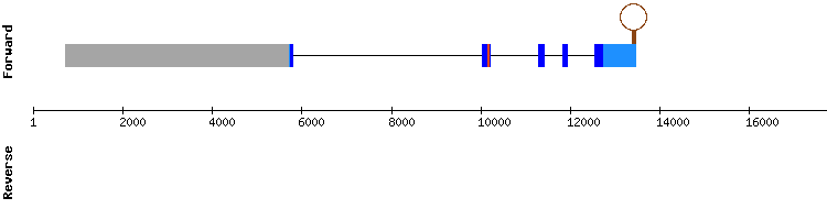 gene structure