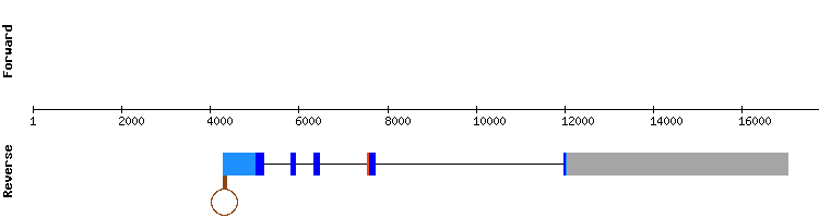 gene structure