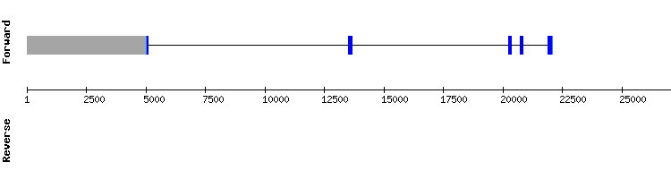gene structure