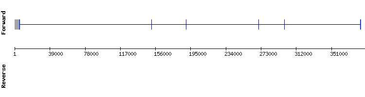 gene structure