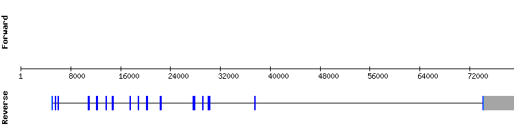 gene structure